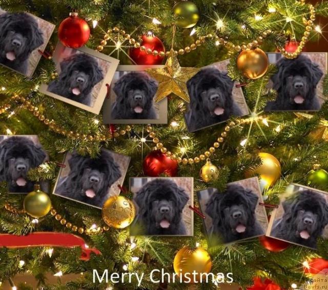 Фото: ньюфаундленд Skippers Only You for Smigar