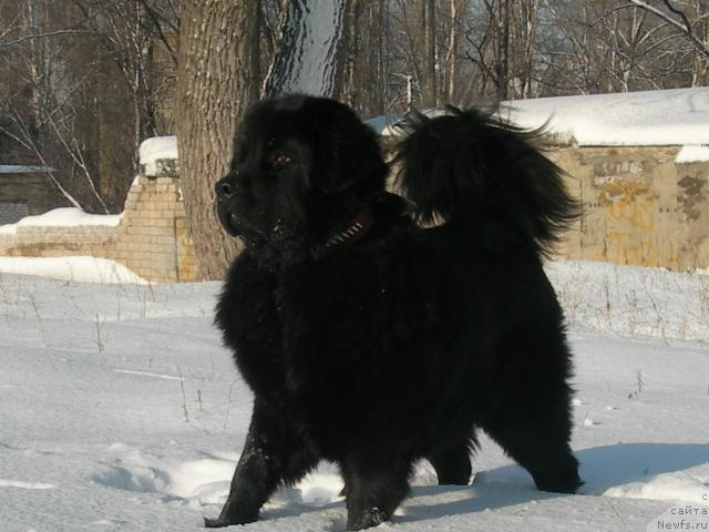 Фото: ньюфаундленд Кинг Биг Блэк Балу