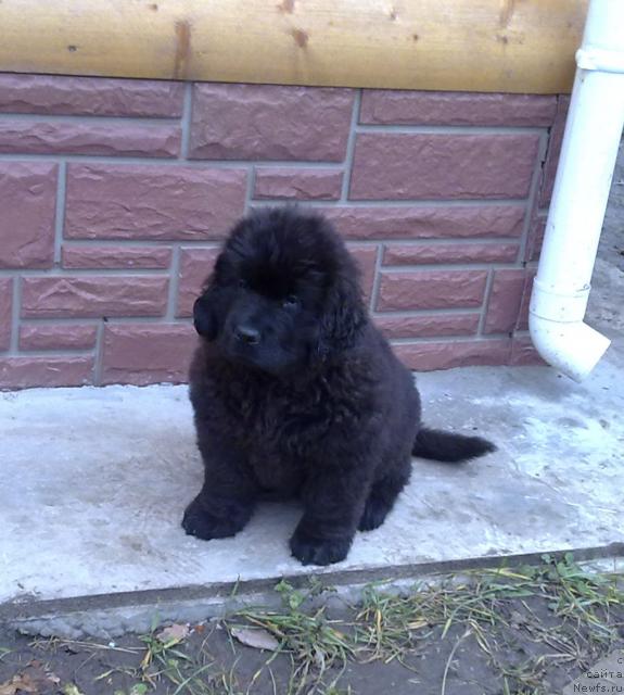 Фото: ньюфаундленд Потап Яна