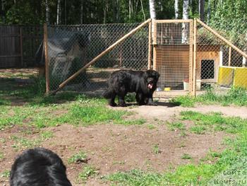Фото: ньюфаундленд Плюшевая Панда Анабелла Бьютифул (Plushevaya Panda Anabella Beautiful)