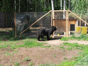 Фото: ньюфаундленд Плюшевая Панда Анабелла Бьютифул (Plushevaya Panda Anabella Beautiful)