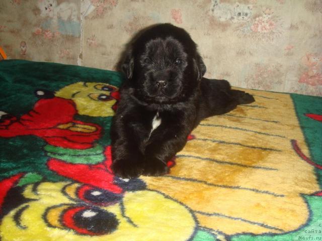 Фото: ньюфаундленд Арк Велес