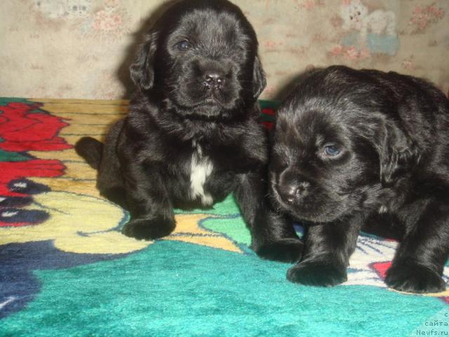 Фото: ньюфаундленд Арк Велес, ньюфаундленд Альтаир Стайл