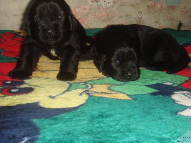 Фото: ньюфаундленд Арк Велес, ньюфаундленд Альтаир Стайл