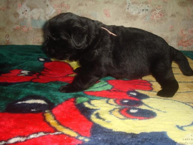 Фото: ньюфаундленд Анджелик Имидж