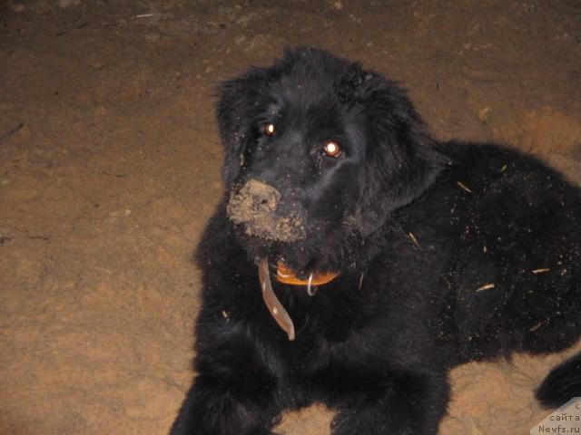 Фото: ньюфаундленд Брэм Элис Кэсси