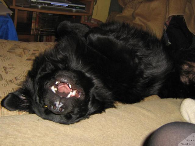 Фото: ньюфаундленд Брэм Элис Кэсси