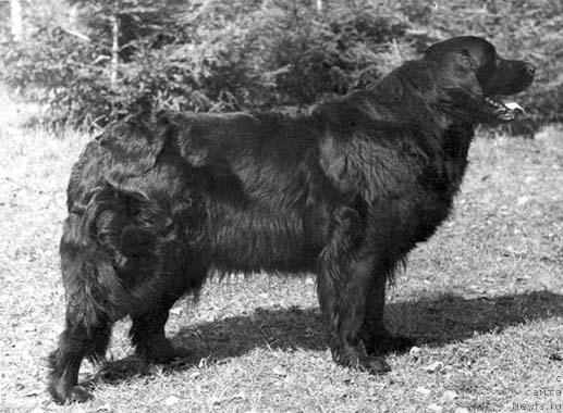 Фото: ньюфаундленд Кэтти Лад Бей