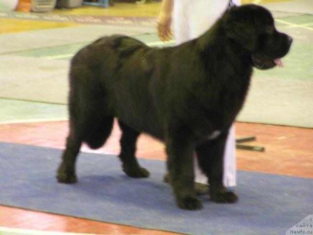 Фото: Ласковый Миша с Лесной Заимки