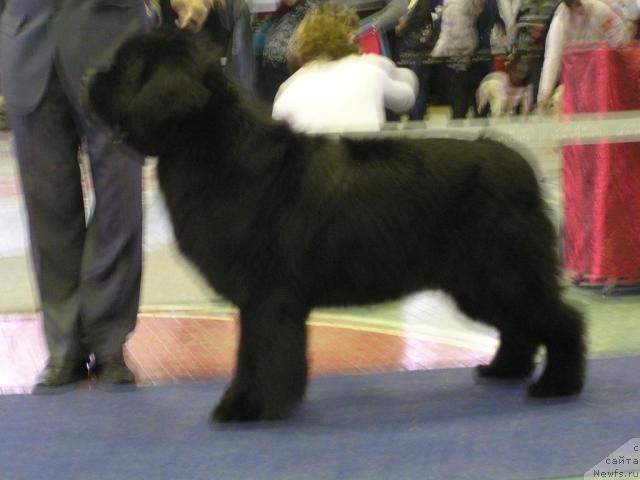 Фото: ньюфаундленд Его Высочество от Сибирского Медведя (Ego Vysochestvo ot Sibirskogo Medvedja)