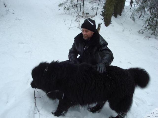 Фото: ньюфаундленд Смигар Дар Божий