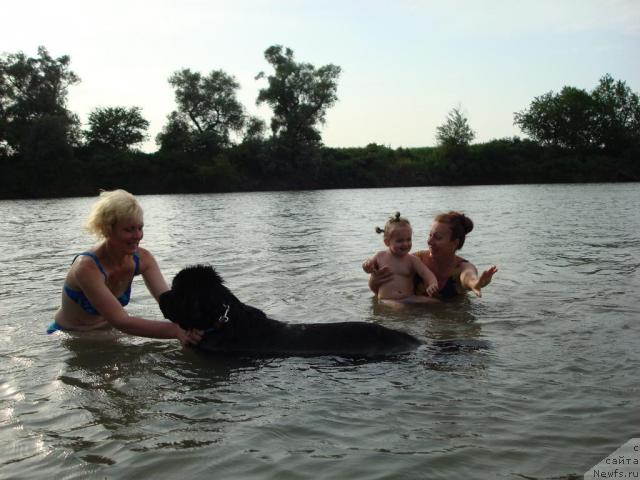 Фото: ньюфаундленд Смигар Дар Божий