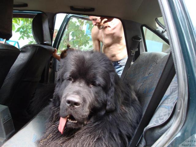 Фото: ньюфаундленд Смигар Дар Божий