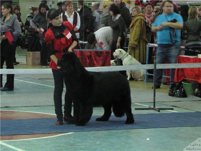 Фото: ньюфаундленд Сент Джонс Роллекс (Sent Djons Rollex)