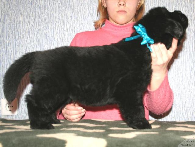 Фото: Кобель синяя лента от, ньюфаундленд Бегущая по Волнам Вам и не Снилось (Begushaya po Volnam Vam I Ne Snilos), ньюфаундленд Bjornebandens Richardo Dot Com