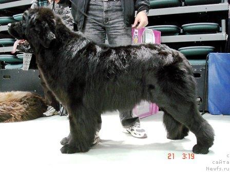 Фото: ньюфаундленд Плюшевая Панда Борислав (Plushevaya Panda Borislav)