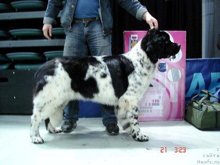 Фото: ньюфаундленд Плюшевая Панда Дэбра (Plushevaya Panda Debra)