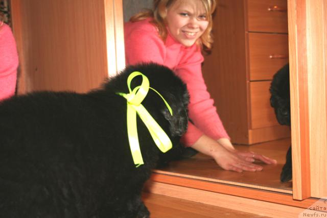 Фото: Кобель с желтой лентой от, ньюфаундленд Бегущая по Волнам Вам и не Снилось (Begushaya po Volnam Vam I Ne Snilos), ньюфаундленд Bjornebandens Richardo Dot Com