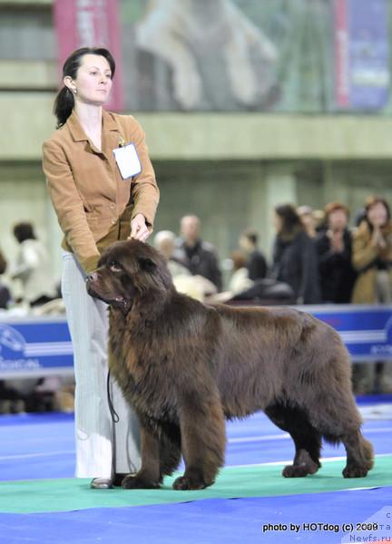 Фото: ньюфаундленд Элерон Браун (Eleron Brown)