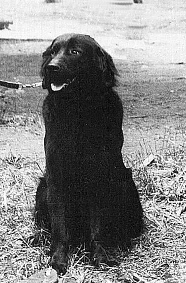 Фото: ньюфаундленд Полли Бей