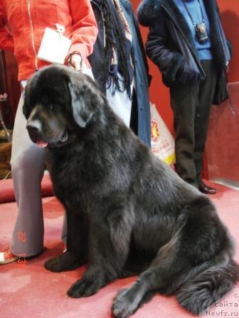 Фото: ньюфаундленд Кукла Барби из Антаграда (Kukla Barbi iz Antagrada)