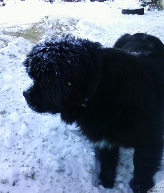 Фото: ньюфаундленд Маг Исполин Лазурит