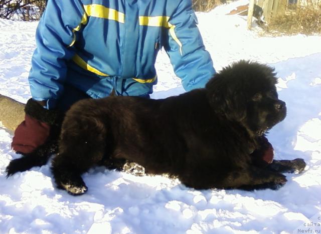 Фото: ньюфаундленд Маг Исполин Лазурит