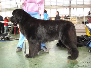 Фото: ньюфаундленд Сент Джонс Есенин (Sent Djons Esenin)