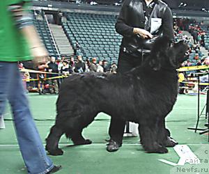 Фото: ньюфаундленд Смигар Иеремия Ивент Магик (Smigar Ieremiya Ivent Magik)