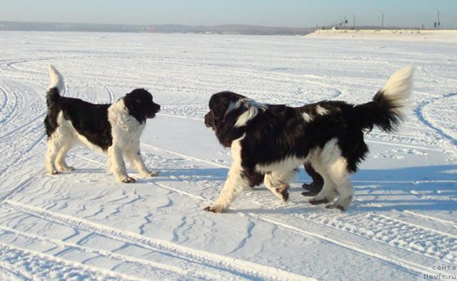Фото: ньюфаундленд Маг Исполин Инфанта (Mag Ispolin Infanta), ньюфаундленд Маг Исполин Император