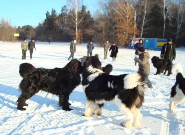 Фото: ньюфаундленд Маг Исполин Император