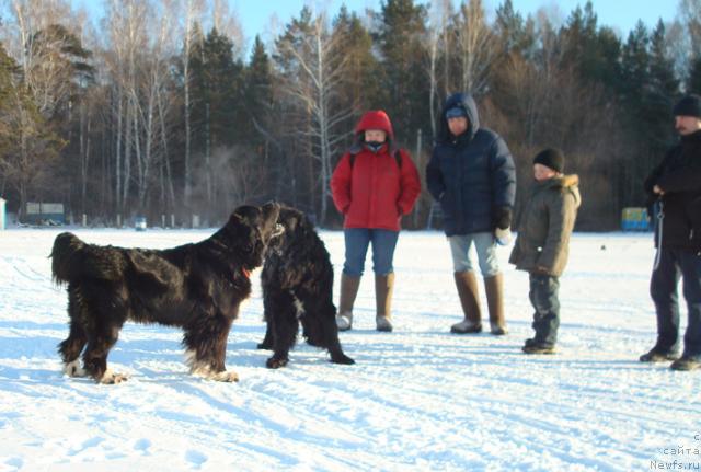 Фото: ньюфаундленд Маг Исполин Елана (Mag Ispolin Elana)