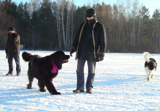 Фото: Олег Бочаров, ньюфаундленд Алекс Диксон