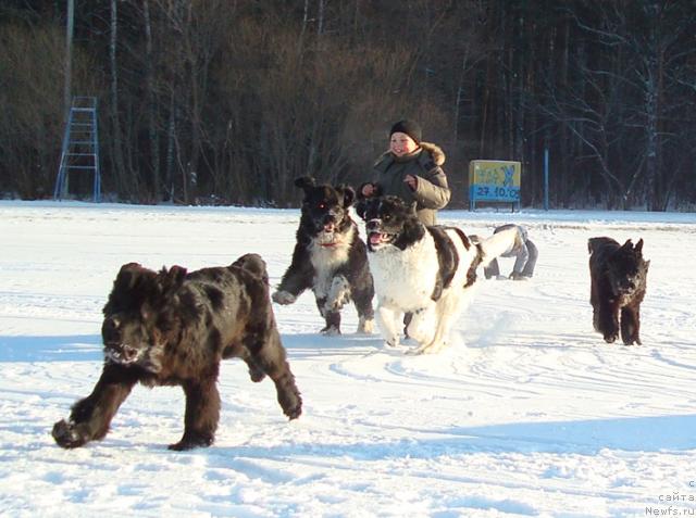 Фото: ньюфаундленд Маг Исполин Лоэнгрин, ньюфаундленд Маг Исполин Елана (Mag Ispolin Elana), ньюфаундленд Маг Исполин Инфанта (Mag Ispolin Infanta), ньюфаундленд Маг Исполин Лира Любви