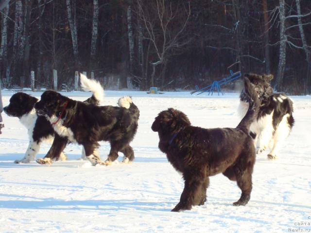 Фото: ньюфаундленд Маг Исполин Инфанта (Mag Ispolin Infanta), ньюфаундленд Маг Исполин Елана (Mag Ispolin Elana), ньюфаундленд Маг Исполин Лира Любви, ньюфаундленд Маг Исполин Император
