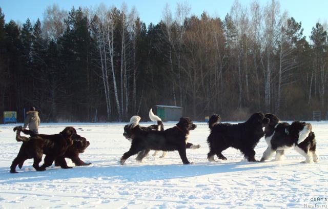 Фото: ньюфаундленд Маг Исполин Лоэнгрин, ньюфаундленд Маг Исполин Лира Любви, ньюфаундленд Маг Исполин Инфанта (Mag Ispolin Infanta), ньюфаундленд Маг Исполин Елана (Mag Ispolin Elana), ньюфаундленд Маг Исполин Кристофер, ньюфаундленд Маг Исполин Император