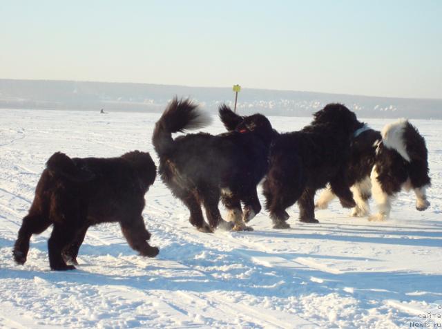 Фото: ньюфаундленд Маг Исполин Лира Любви, ньюфаундленд Маг Исполин Елана (Mag Ispolin Elana), ньюфаундленд Маг Исполин Кристофер, ньюфаундленд Маг Исполин Император