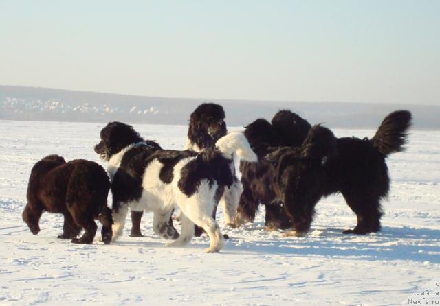 Фото: ньюфаундленд Маг Исполин Лира Любви, ньюфаундленд Маг Исполин Инфанта (Mag Ispolin Infanta), ньюфаундленд Маг Исполин Император, ньюфаундленд Маг Исполин Елана (Mag Ispolin Elana), ньюфаундленд Маг Исполин Кристофер