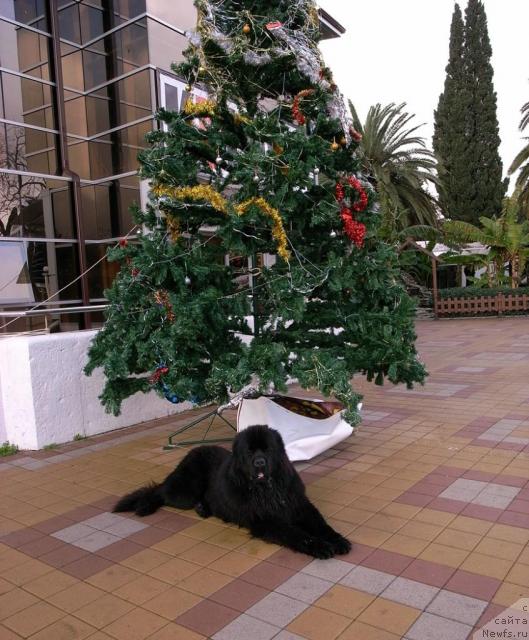 Фото: ньюфаундленд Потап Фидель