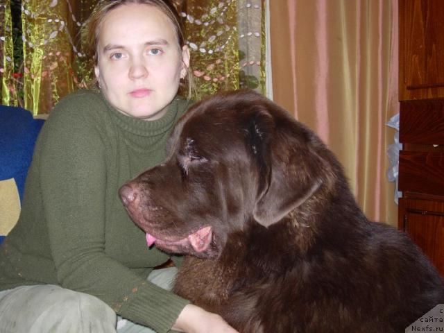 Фото: ньюфаундленд Конфуций, Диана Ларина