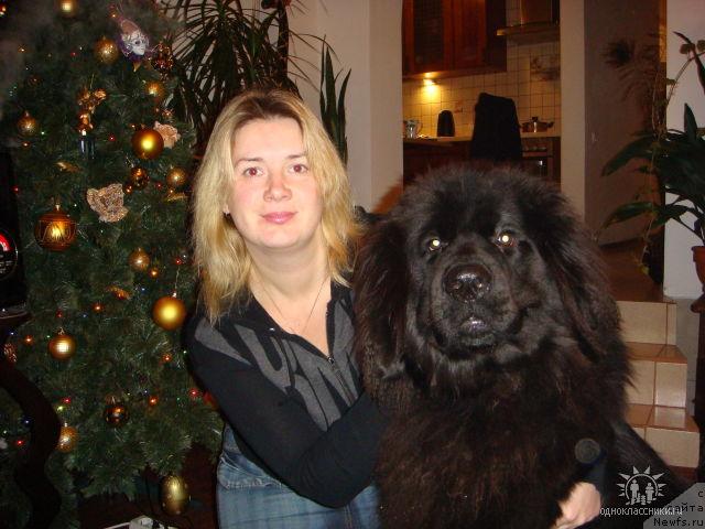 Фото: ньюфаундленд Севертан Унга