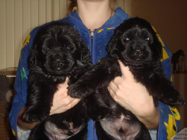 Фото: ньюфаундленд Арк Велес, ньюфаундленд Альтаир Стайл