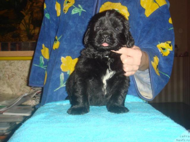 Фото: ньюфаундленд Арк Велес