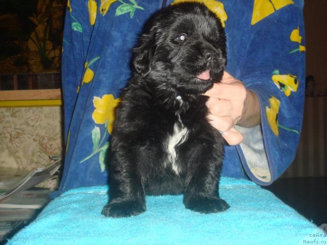 Фото: ньюфаундленд Арк Велес