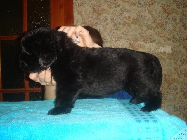 Фото: ньюфаундленд Арк Велес