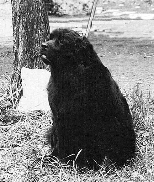 Фото: ньюфаундленд Панда Бей