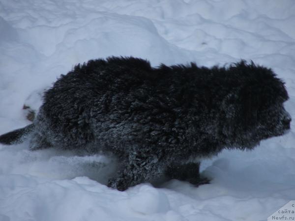 Фото: ньюфаундленд Плюшевая Панда Светская Львица (Plushevaya Panda Svetskaja Lviza)