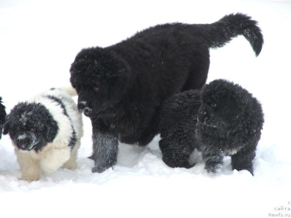 Фото: ньюфаундленд Плюшевая Панда Роскошная Леди Диана (Plushevaya Panda Roskoshnaya Lady Diana)