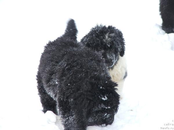 Фото: ньюфаундленд Плюшевая Панда Северный Версаль (Plushevaya Panda Severny Versal)
