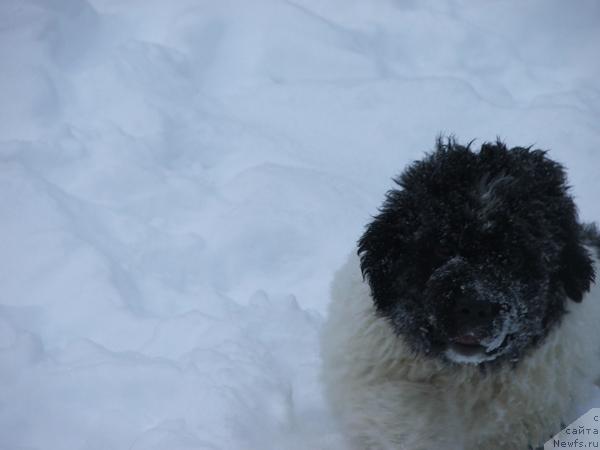 Фото: ньюфаундленд Плюшевая Панда Сит-Белый Лотос